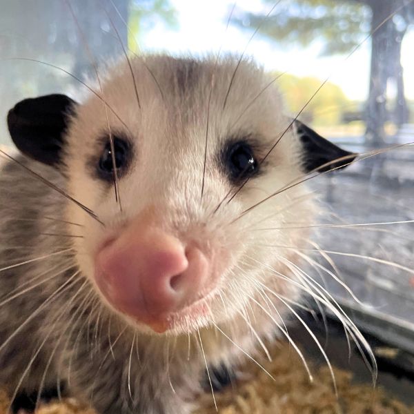 Virginia Opossum