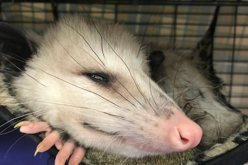 Virginia Opossums