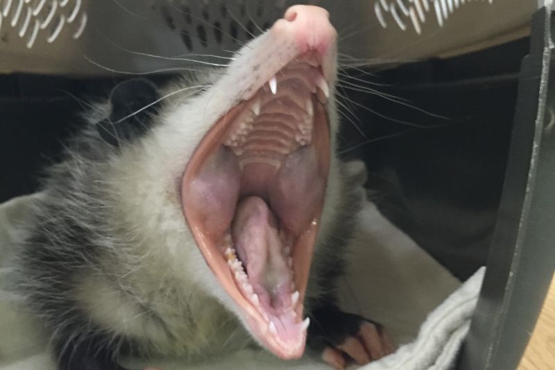 Virginia Opossum