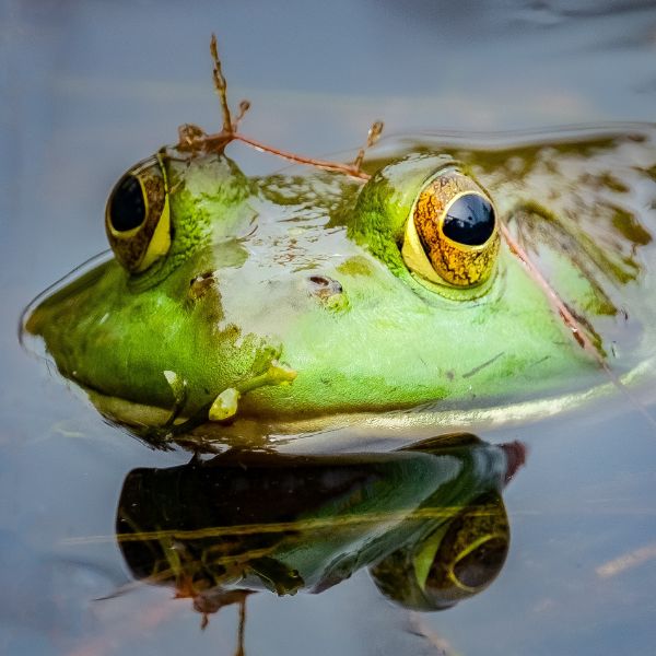 Bullfrog