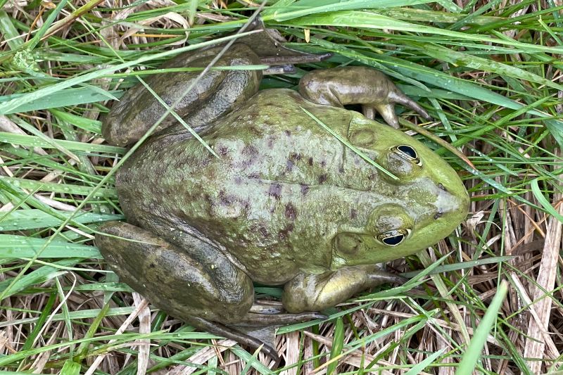 Bullfrog