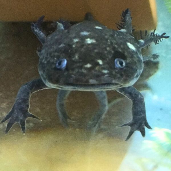 Axolotl
