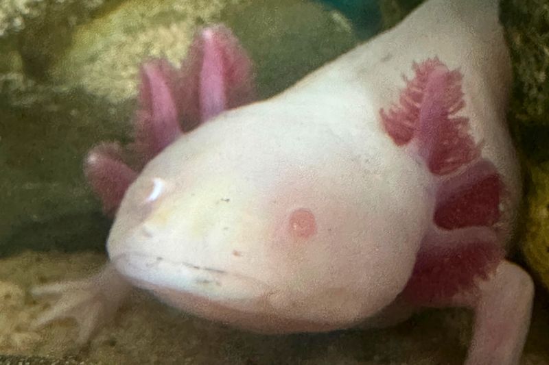 Axolotl
