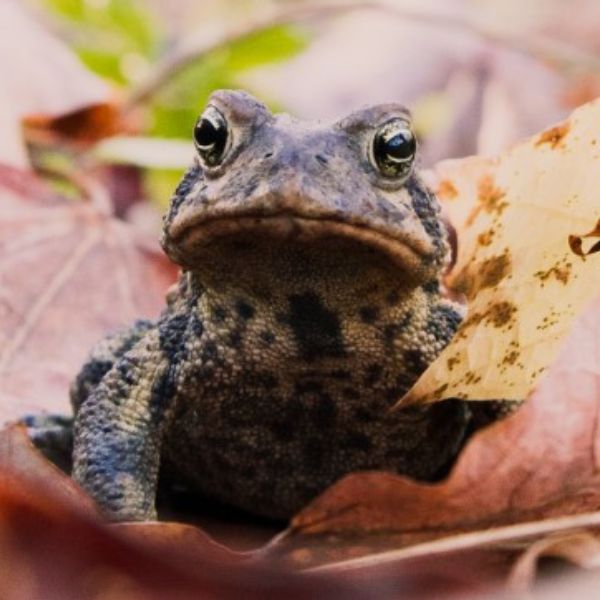 American Toad