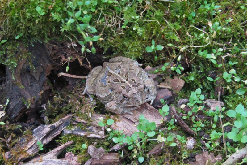 American Toad