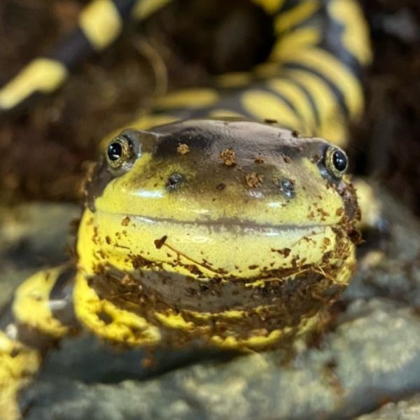 Tiger Salamander