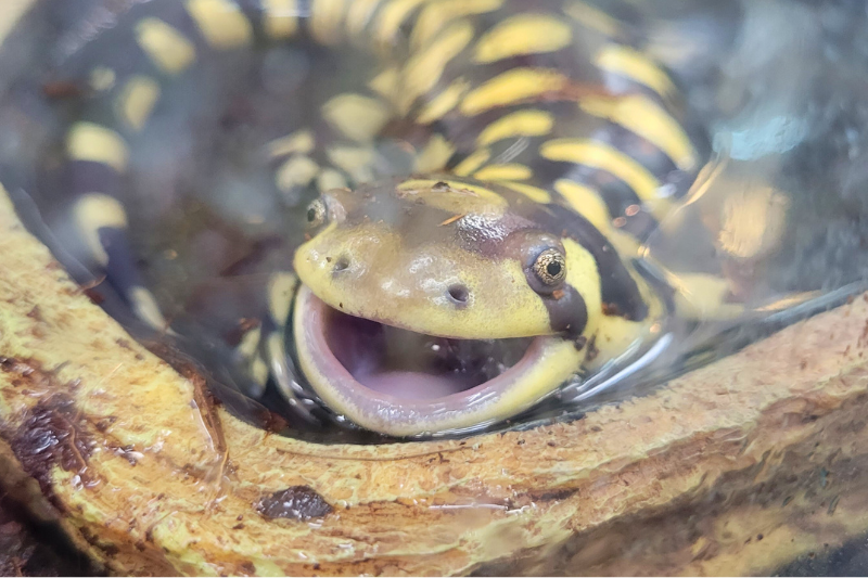 Tiger Salamander