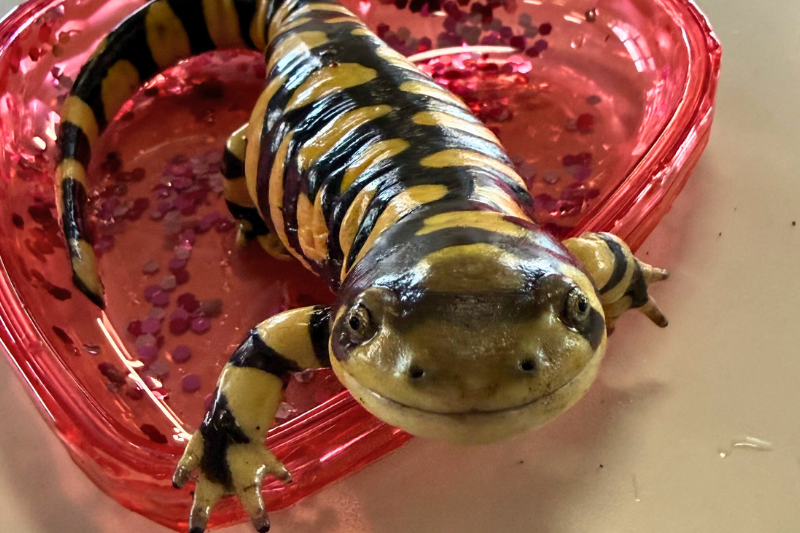 Tiger Salamander