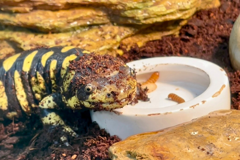 Tiger Salamander