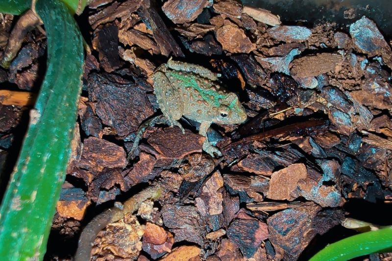 Blanchards Cricket Frogs