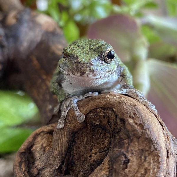 Eastern Gray Tree Frog