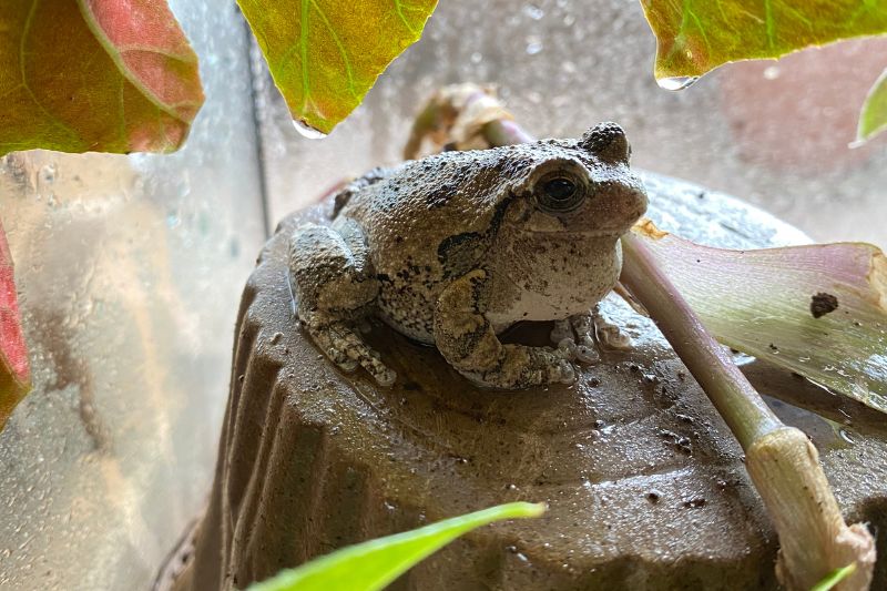 Eastern Gray Tree Frog