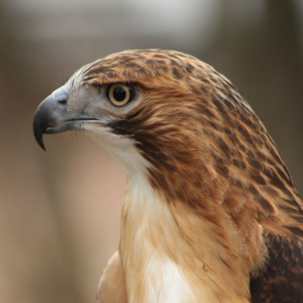 Red-Tailed Hawk