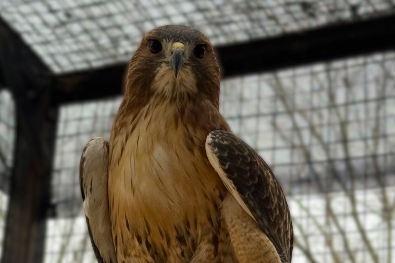 Red-Tailed Hawk