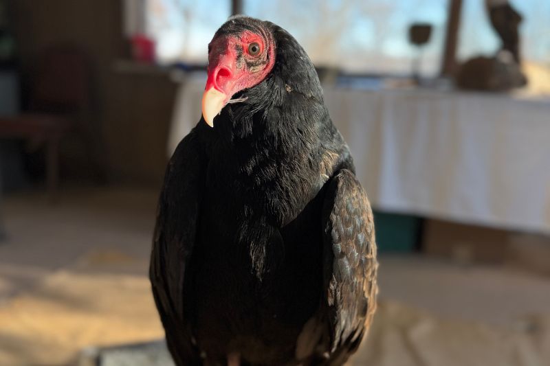 Turkey Vulture