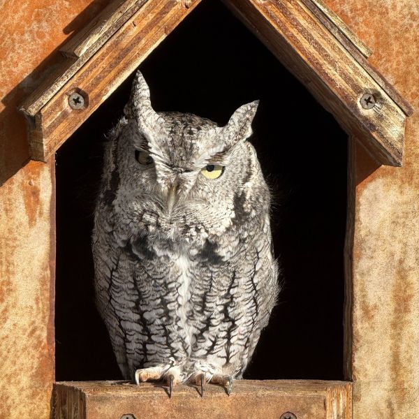 Eastern Screech Owl