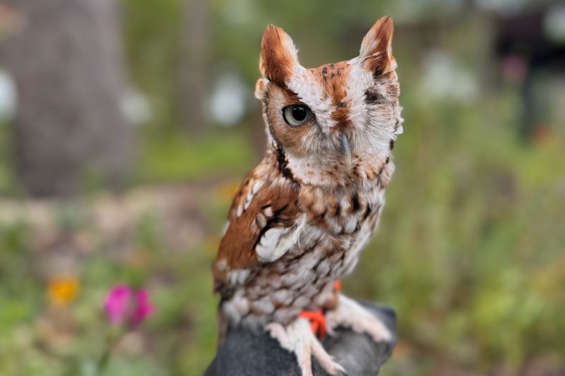 Eastern Screech Owls
