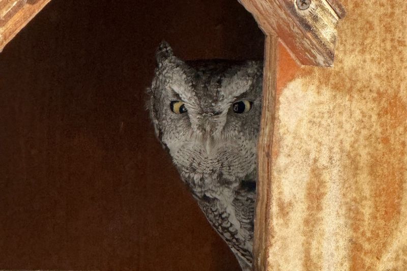 Eastern Screech Owl