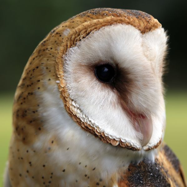 American Barn Owl