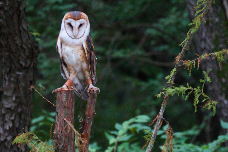 American Barn Owls