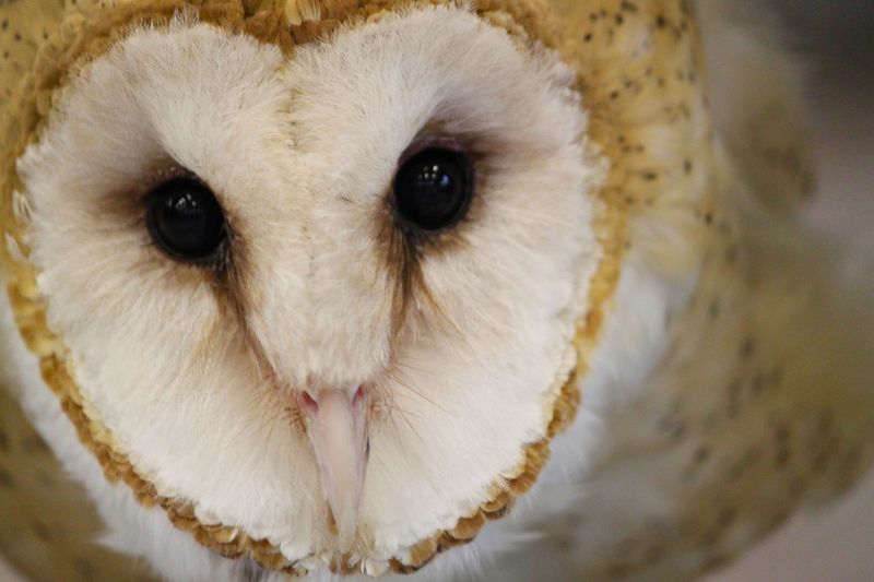 American Barn Owl
