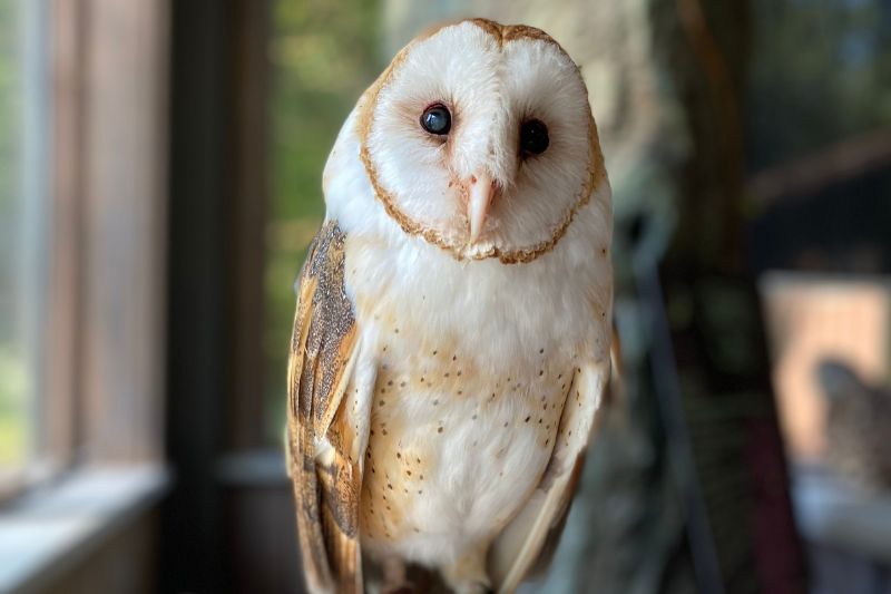 American Barn Owl