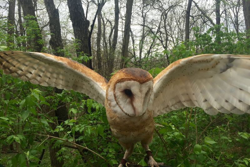 American Barn Owl