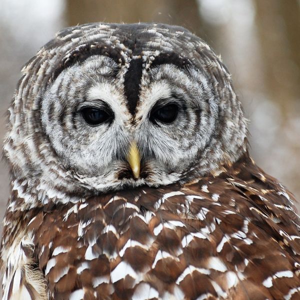 Barred Owl