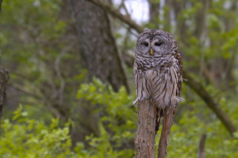 Barred Owls