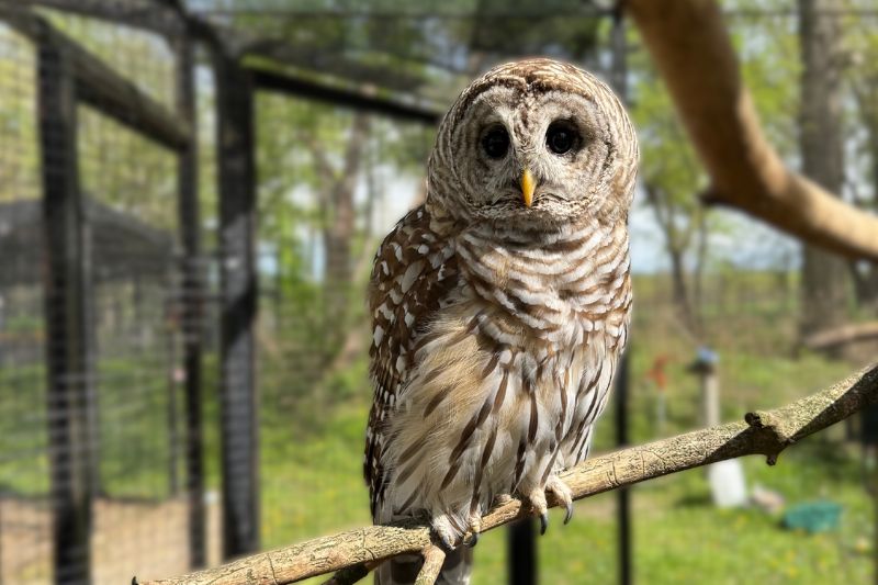 Barred Owl