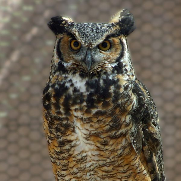 Great Horned Owl