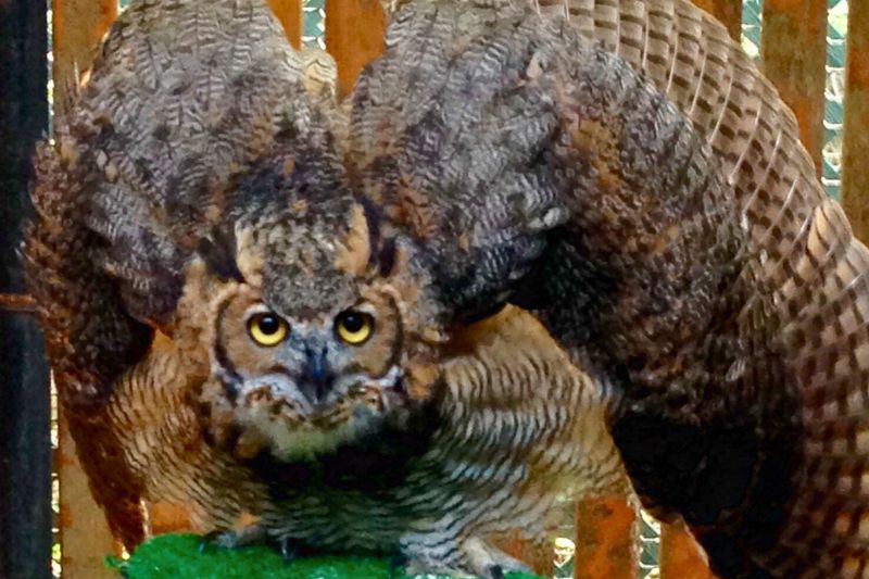 Great Horned Owl