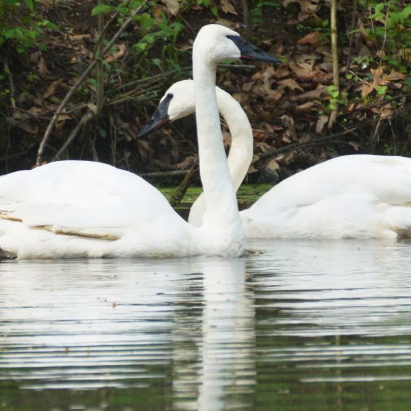 Trumpeter Swan