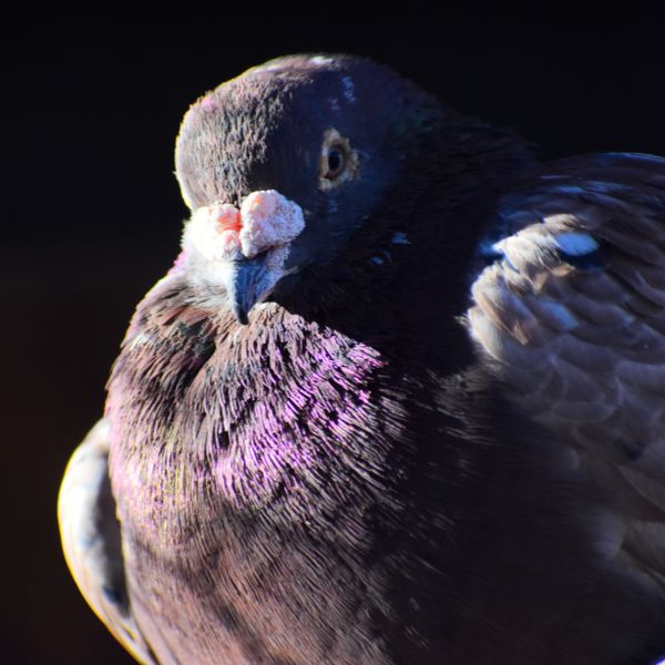 Rock Pigeon