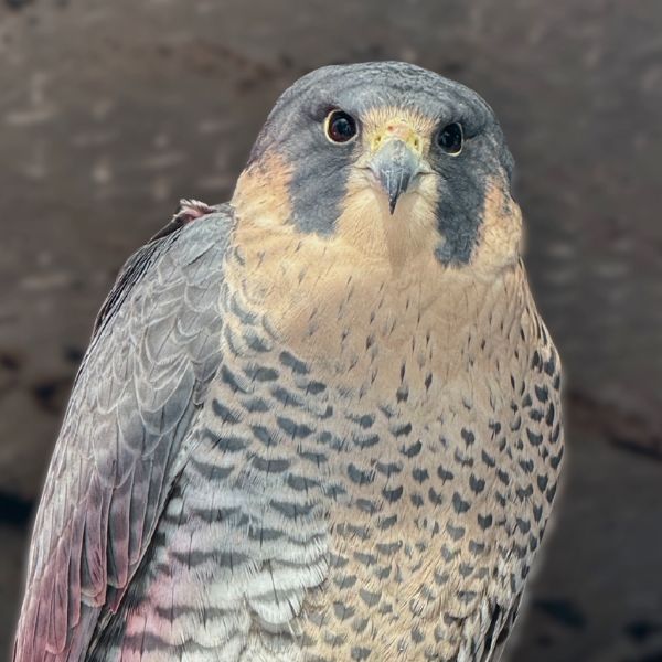 Peregrine Falcon