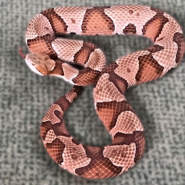 Eastern Copperhead Snake