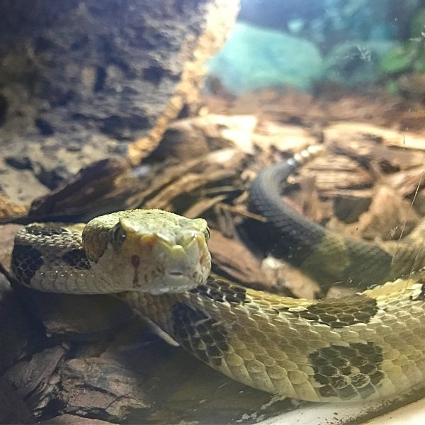 Timber Rattlesnake