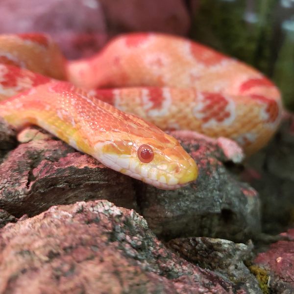 Corn Snake