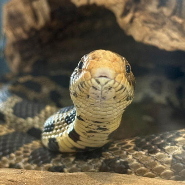 Eastern Fox Snake