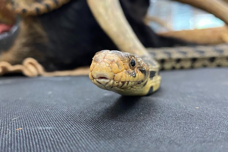Eastern Fox Snake
