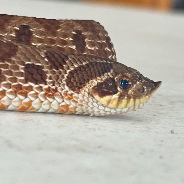 Western Hognose Snake