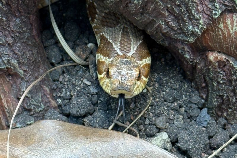Western Hognose Snakes