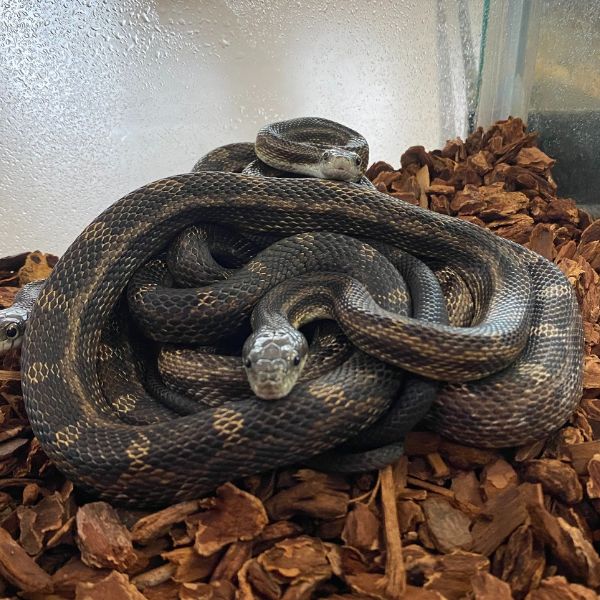 Central Rat Snake