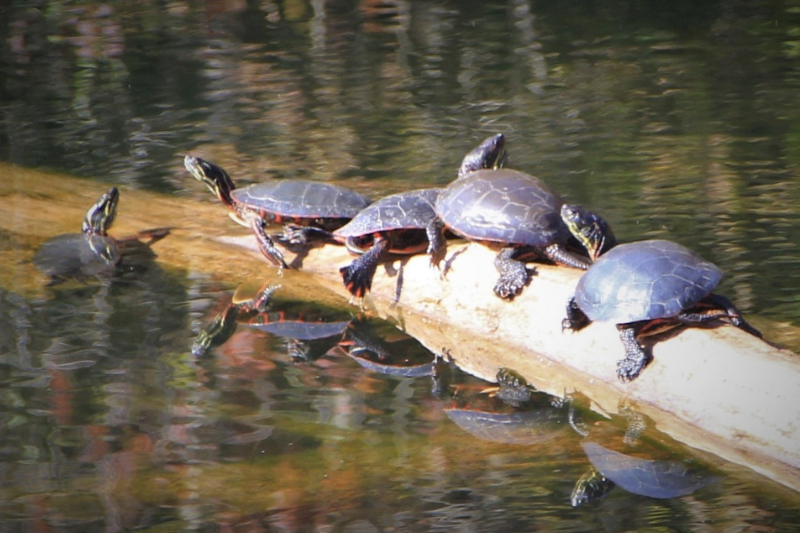 Painted Turtles
