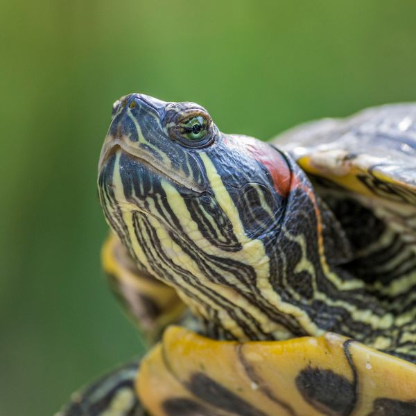 Red-Eared Slider Turtle