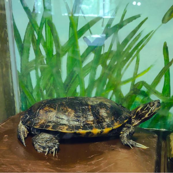 Eastern River Cooter