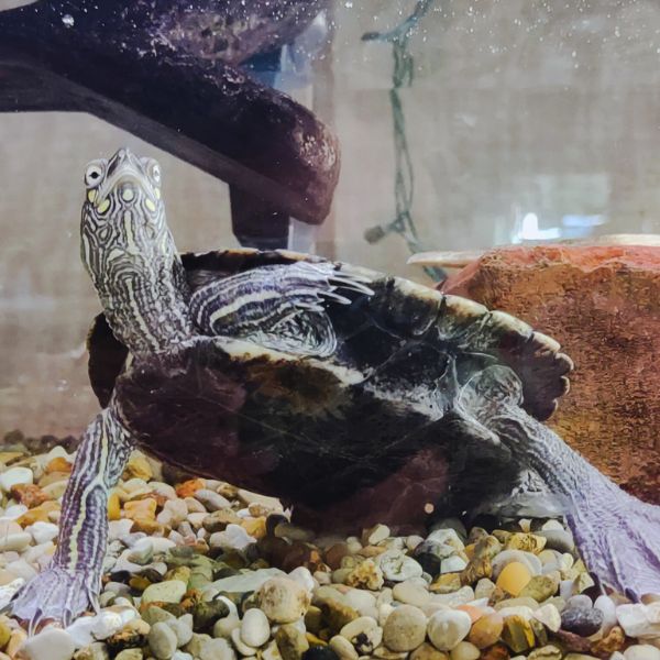 False Map Turtle