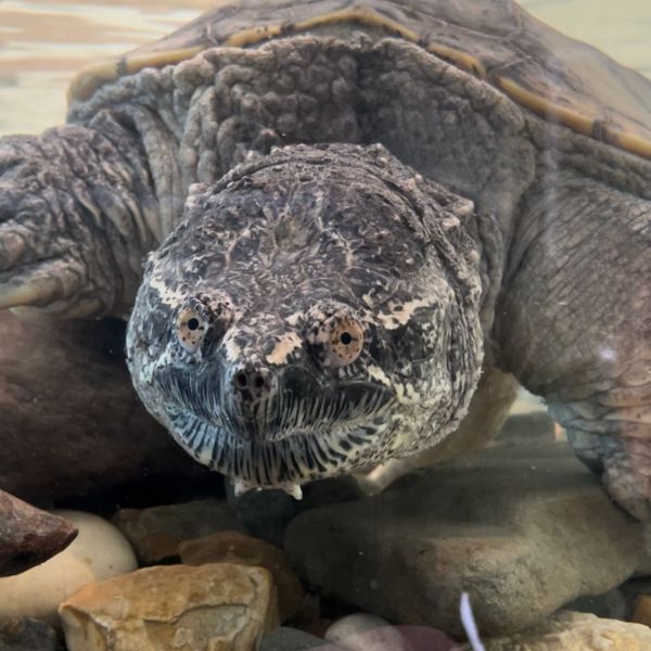 Common Snapping Turtle
