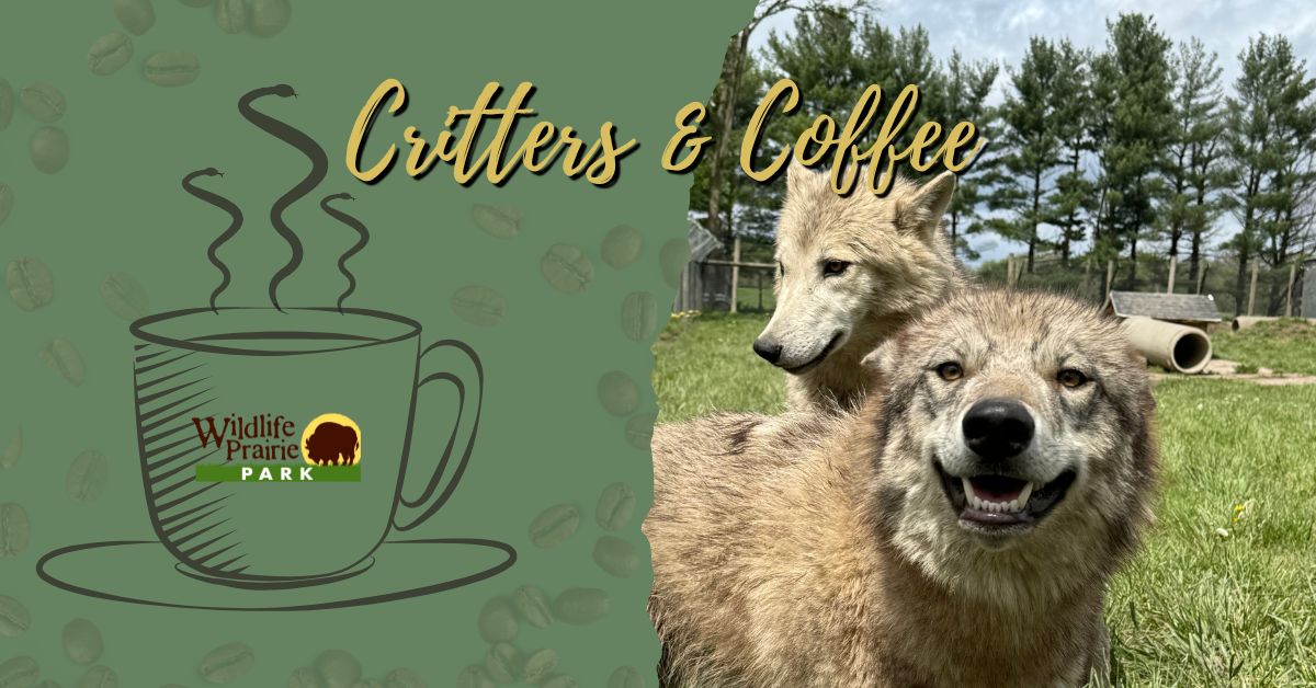 C-Coffee-Wolves