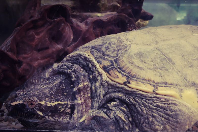 Common Snapping Turtles